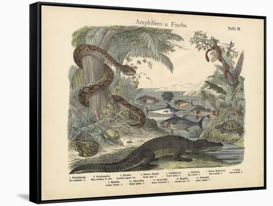 Amphibians and Fishes, C.1860-null-Framed Stretched Canvas