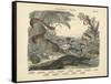 Amphibians and Fishes, C.1860-null-Framed Stretched Canvas