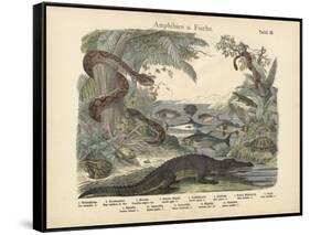 Amphibians and Fishes, C.1860-null-Framed Stretched Canvas