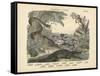 Amphibians and Fishes, C.1860-null-Framed Stretched Canvas