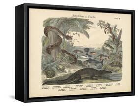 Amphibians and Fishes, C.1860-null-Framed Stretched Canvas