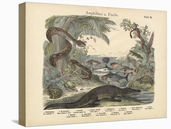 Amphibians and Fishes, C.1860-null-Stretched Canvas