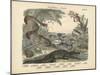 Amphibians and Fishes, C.1860-null-Mounted Giclee Print