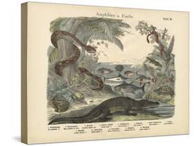 Amphibians and Fishes, C.1860-null-Stretched Canvas