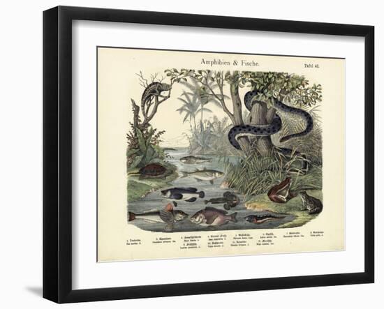 Amphibians and Fishes, C.1860-null-Framed Giclee Print