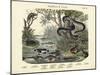 Amphibians and Fishes, C.1860-null-Mounted Giclee Print