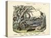 Amphibians and Fishes, C.1860-null-Stretched Canvas