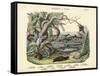 Amphibians and Fishes, C.1860-null-Framed Stretched Canvas