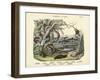 Amphibians and Fishes, C.1860-null-Framed Giclee Print