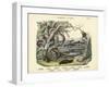 Amphibians and Fishes, C.1860-null-Framed Giclee Print