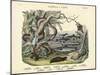 Amphibians and Fishes, C.1860-null-Mounted Giclee Print