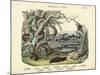 Amphibians and Fishes, C.1860-null-Mounted Giclee Print