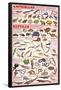 Amphibians and Reptiles Educational Science Chart Poster-null-Framed Poster