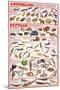 Amphibians and Reptiles Educational Science Chart Poster-null-Mounted Poster