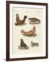 Amphibians-null-Framed Giclee Print