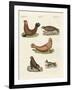 Amphibians-null-Framed Giclee Print