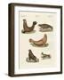 Amphibians-null-Framed Giclee Print