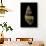 Amphidromus Floresianus-Paul Starosta-Framed Stretched Canvas displayed on a wall