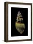 Amphidromus Floresianus-Paul Starosta-Framed Photographic Print