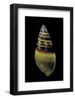 Amphidromus Floresianus-Paul Starosta-Framed Photographic Print