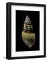 Amphidromus Floresianus-Paul Starosta-Framed Photographic Print