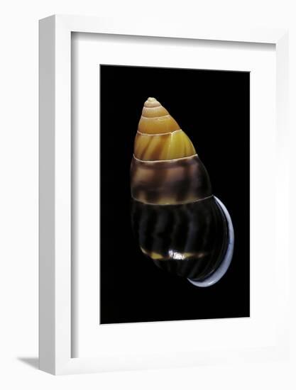 Amphidromus Perversus-Paul Starosta-Framed Photographic Print