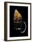 Amphidromus Perversus-Paul Starosta-Framed Photographic Print