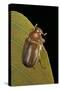 Amphimallon Majalis (European Chafer)-Paul Starosta-Stretched Canvas