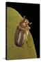 Amphimallon Majalis (European Chafer)-Paul Starosta-Stretched Canvas