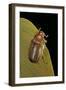 Amphimallon Majalis (European Chafer)-Paul Starosta-Framed Photographic Print