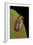 Amphimallon Majalis (European Chafer)-Paul Starosta-Framed Photographic Print