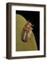 Amphimallon Majalis (European Chafer)-Paul Starosta-Framed Photographic Print