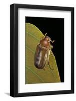 Amphimallon Majalis (European Chafer)-Paul Starosta-Framed Photographic Print