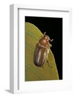 Amphimallon Majalis (European Chafer)-Paul Starosta-Framed Photographic Print