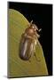 Amphimallon Majalis (European Chafer)-Paul Starosta-Mounted Photographic Print