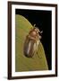 Amphimallon Majalis (European Chafer)-Paul Starosta-Framed Photographic Print