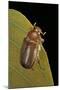 Amphimallon Majalis (European Chafer)-Paul Starosta-Mounted Photographic Print