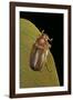 Amphimallon Majalis (European Chafer)-Paul Starosta-Framed Photographic Print