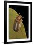 Amphimallon Majalis (European Chafer)-Paul Starosta-Framed Photographic Print