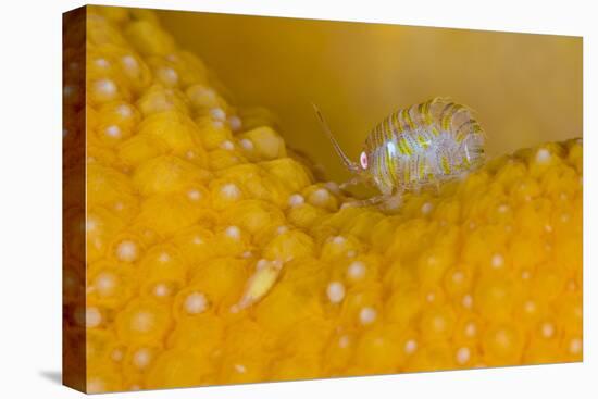 Amphipod (Iphimedia Obesa) Living on Dead Man's Fingers Soft Coral, Loch Carron, Scotland, UK-Alex Mustard-Stretched Canvas