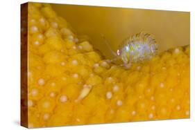 Amphipod (Iphimedia Obesa) Living on Dead Man's Fingers Soft Coral, Loch Carron, Scotland, UK-Alex Mustard-Stretched Canvas