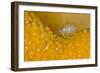 Amphipod (Iphimedia Obesa) Living on Dead Man's Fingers Soft Coral, Loch Carron, Scotland, UK-Alex Mustard-Framed Photographic Print