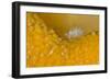 Amphipod (Iphimedia Obesa) Living on Dead Man's Fingers Soft Coral, Loch Carron, Scotland, UK-Alex Mustard-Framed Photographic Print