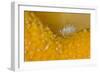 Amphipod (Iphimedia Obesa) Living on Dead Man's Fingers Soft Coral, Loch Carron, Scotland, UK-Alex Mustard-Framed Photographic Print