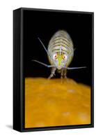 Amphipod (Iphimedia Obesa) on of a Colony of Deadman's Fingers Coral, Loch Carron, Scotland, UK-Alex Mustard-Framed Stretched Canvas