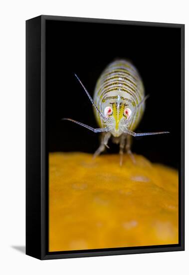 Amphipod (Iphimedia Obesa) on of a Colony of Deadman's Fingers Coral, Loch Carron, Scotland, UK-Alex Mustard-Framed Stretched Canvas