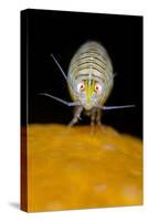 Amphipod (Iphimedia Obesa) on of a Colony of Deadman's Fingers Coral, Loch Carron, Scotland, UK-Alex Mustard-Stretched Canvas