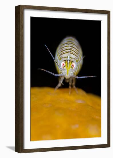 Amphipod (Iphimedia Obesa) on of a Colony of Deadman's Fingers Coral, Loch Carron, Scotland, UK-Alex Mustard-Framed Premium Photographic Print