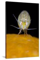 Amphipod (Iphimedia Obesa) on of a Colony of Deadman's Fingers Coral, Loch Carron, Scotland, UK-Alex Mustard-Stretched Canvas