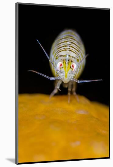 Amphipod (Iphimedia Obesa) on of a Colony of Deadman's Fingers Coral, Loch Carron, Scotland, UK-Alex Mustard-Mounted Photographic Print